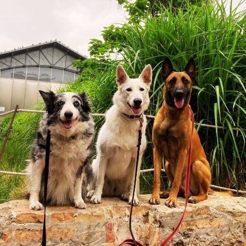 educador canino en barcelona, educador canino les corts sarria, entrenador canino a domicilio barcelona, dog training